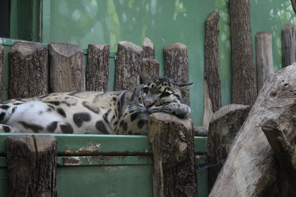Clouded Leopard Lying Beside a Wooden Fence