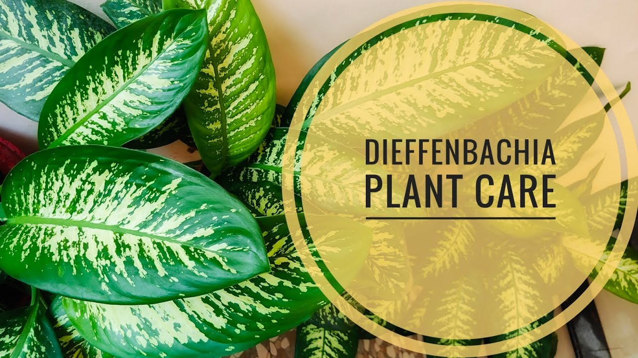 Dieffenbachia Plant Care