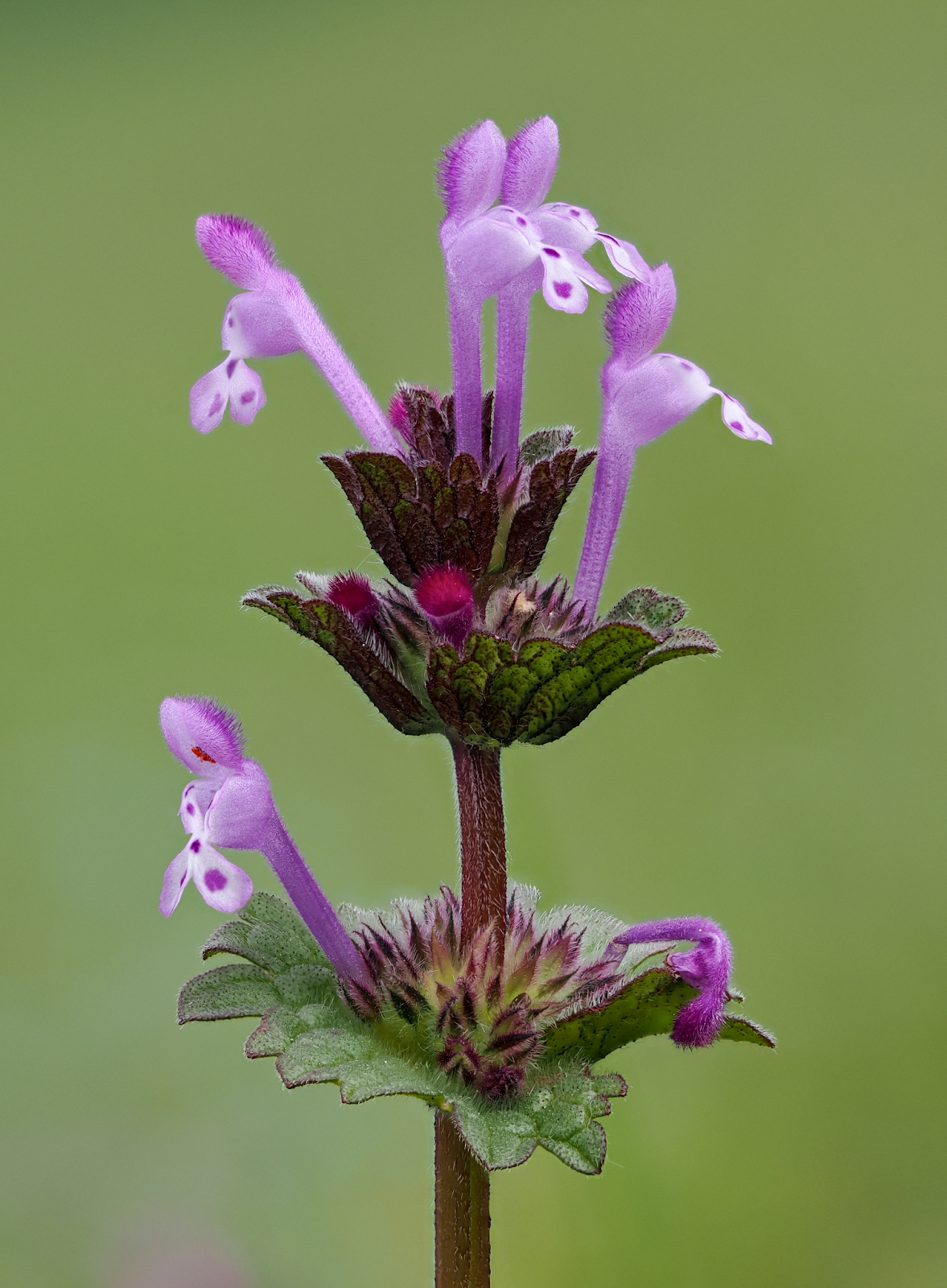 Henbit