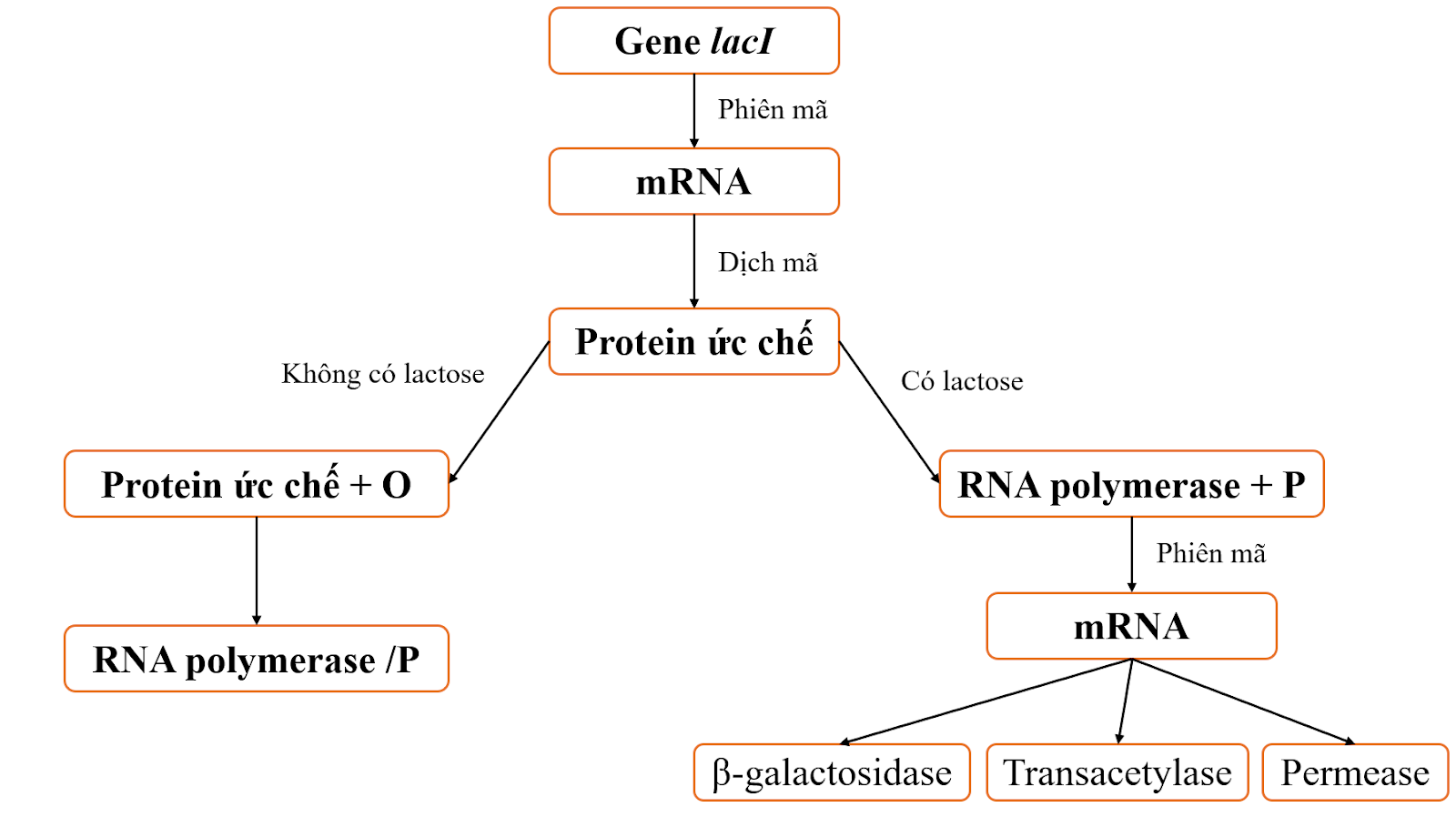 BÀI 3: ĐIỀU HÒA BIỂU HIỆN GENEA - MỤC TIÊU BÀI HỌC- Nêu được khái niệm đột biến gene.- Phân biệt được các dạng đột biến gene.- Phân tích được nguyên nhân, cơ chế phát sinh đột biến gene.- Trình bày được vai trò của đột biến gene trong tiến hóa, chọn giống và nghiên cứu di truyền.B - NHỮNG KIẾN THỨC CẦN GHI NHỚI. THÍ NGHIỆM PHÁT HIỆN RA OPERON LAC Ở VI KHUẨN E.COLI1. Thí nghiệmKết luận:Lưu ý: Gene lacI (không thuộc operon lac) quy định protein ức chế điều hòa operon lac.2. Cấu trúc và cơ chế điều hòa biểu hiện gene của operon laca) Cấu trúc operon lacb) Cơ chế điều hòa biểu hiện gene của operon lac* Khi môi trường không có lactose: Protein ức chế liên kết với các vùng O, enzyme RNA polymerase không liên kết được với vùng Plac nên các gene không được phiên mã.* Khi môi trường có lactose: Một lượng nhỏ lactose chuyển thành allolactose liên kết với protein ức chế, làm cho protein bị thay đổi cấu trúc nên không liên kết với vùng O. Enzyme RNA polymerase liên kết với vùng Plac để tiến hành phiên mã các gene cấu trúc.=> Kết luận: Operon lac gồm vùng điều hoà promoter, operator và ba gene cấu trúc quy định các enzyme vận chuyển, phân giải lactose. Khi môi trường không có lactose, protein ức chế do gene điều hoà tạo ra liên kết vào vùng operator nên phiên mã không thể xảy ra. Khi môi trường có lactose, đồng phân của lactose liên kết với protein ức chế khiến protein không liên kết được với operator. Khi đó enzyme RNA polymerase liên kết được với promoter và quá trình phiên mã xảy ra.II. Ý NGHĨA VÀ ỨNG DỤNG THỰC TIỄN CỦA ĐIỀU HÒA BIỂU HIỆN GENE1. Ý nghĩa- Tiết kiệm năng lượng: tổng hợp và chuyển hóa các chất.- Đảm bảo cho tế bào thích nghi được với sự thay đổi của môi trường.- Có vai trò quan trọng trong quá trình phát triển của các sinh vật đa bào nhân thực, nhờ tín hiệu điều hòa khác nhau mà các tế bào khác nhau đóng, mở các nhóm gene khác nhau, tạo nên các tế bào chuyên hóa.2. Ứng dụng thực tiễn