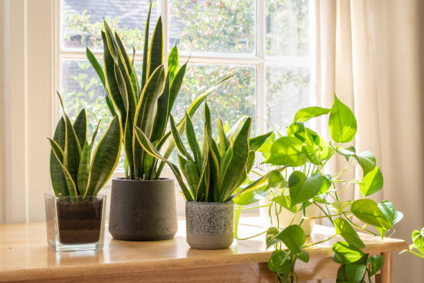 Low-maintenance indoor plants