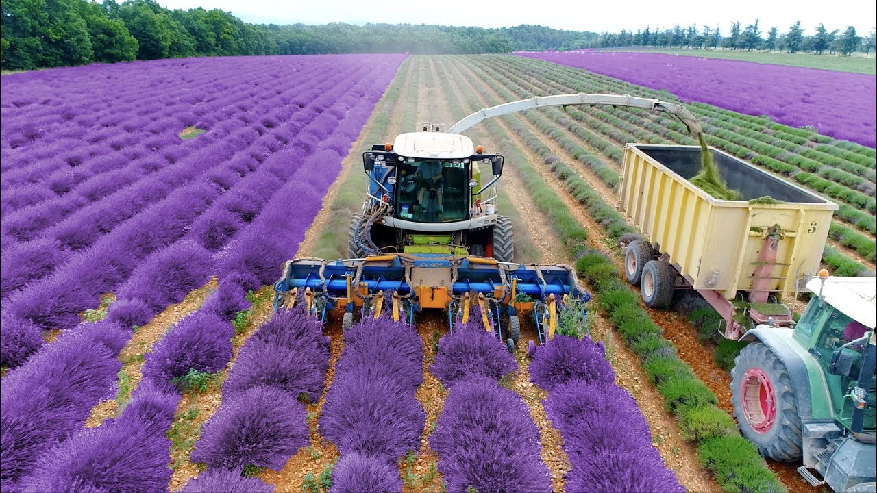 lavender harvesting techniques