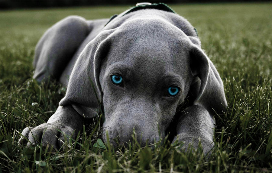 Blue Weimaraner