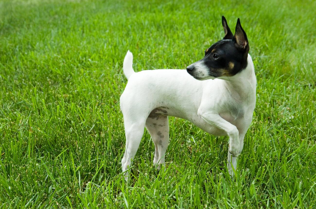 Toy Fox Terrier