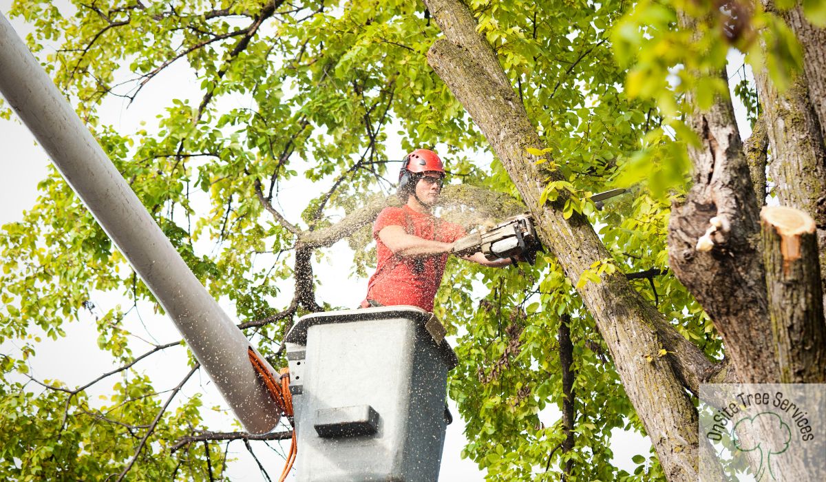 Understanding Tree Trimming Vs Pruning: Key Differences