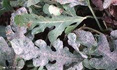 Powdery Mildew - Vegetable Resources Vegetable Resources