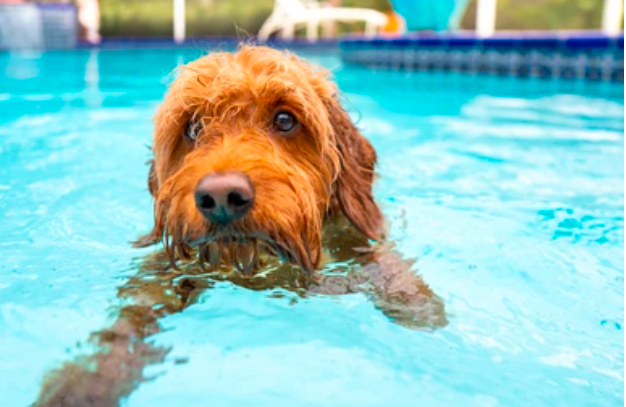 Goldendoodles swimming in the Water