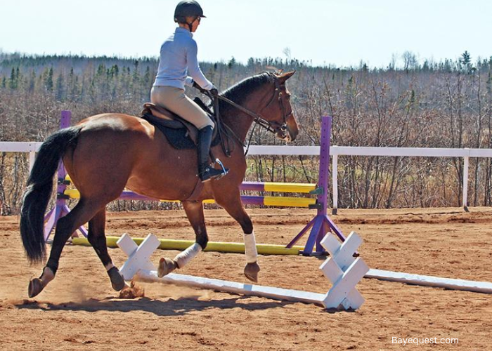 Horse Pole Exercises