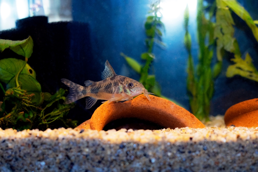 Learn how long do corydoras live.