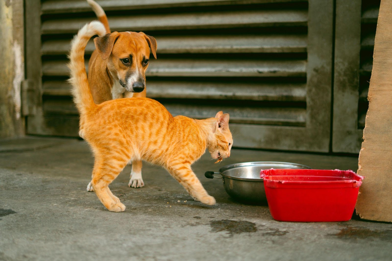 Heartwarming Cat-Dog Friendships That Will Restore Your Faith in Animals