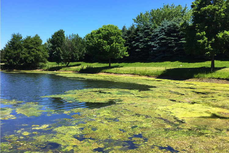 A pond with algae.