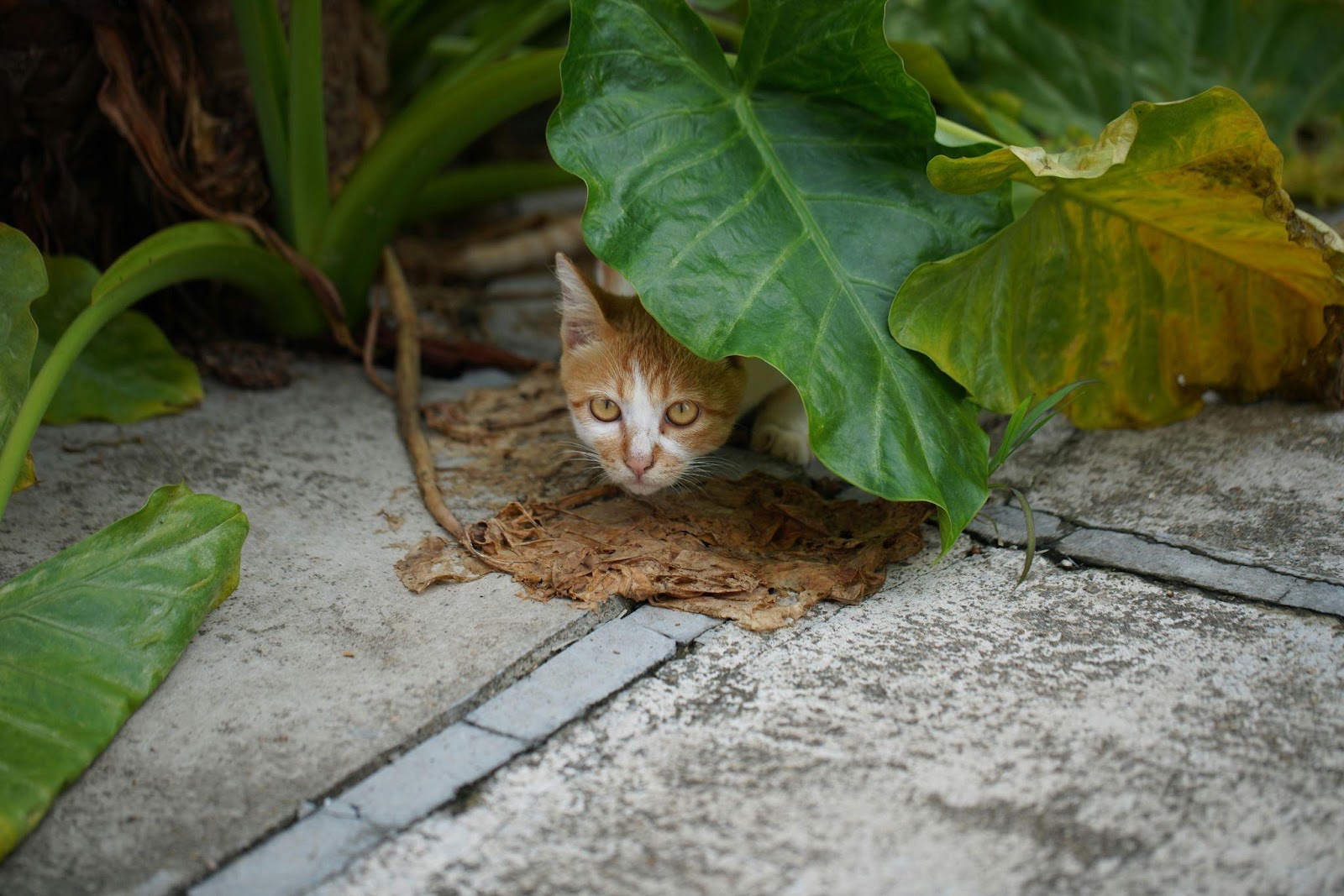 Cat Body Language Signals You're Misreading Completely