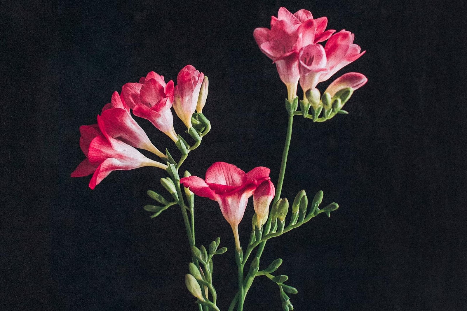 pink freesias on dark background