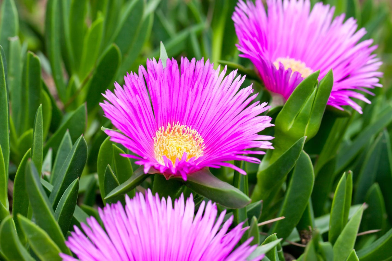 Ice Plants Botanical Classification and History