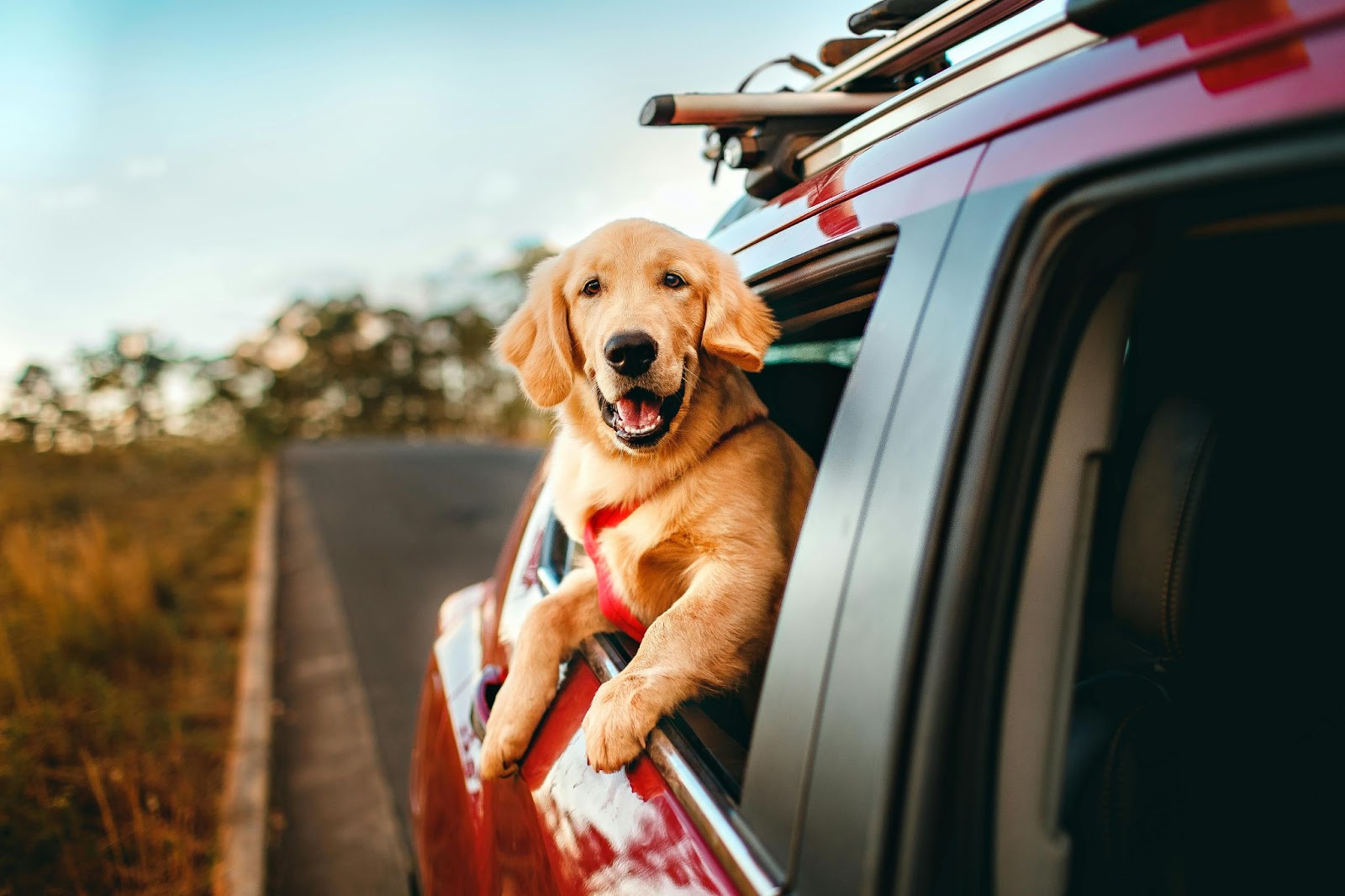 Golden Retriever Smiling Outside of Car Window