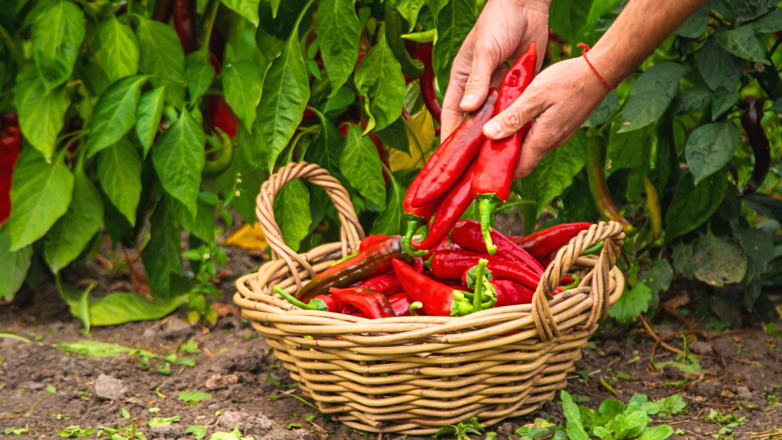 Harvesting Peppers