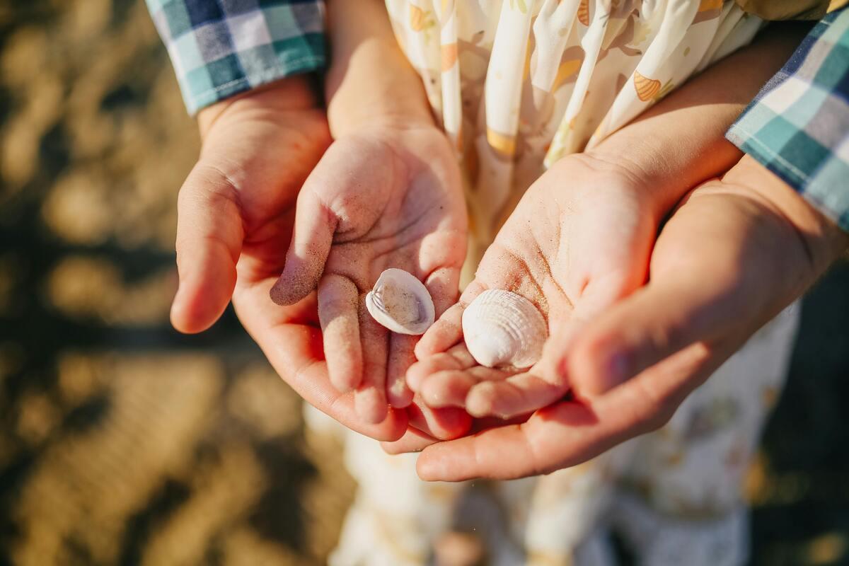 A kid holding seashells on both hands
