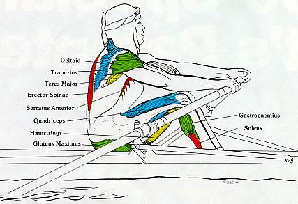 http://www.concept2.com/us/images/products/rowstroke2_color.jpg