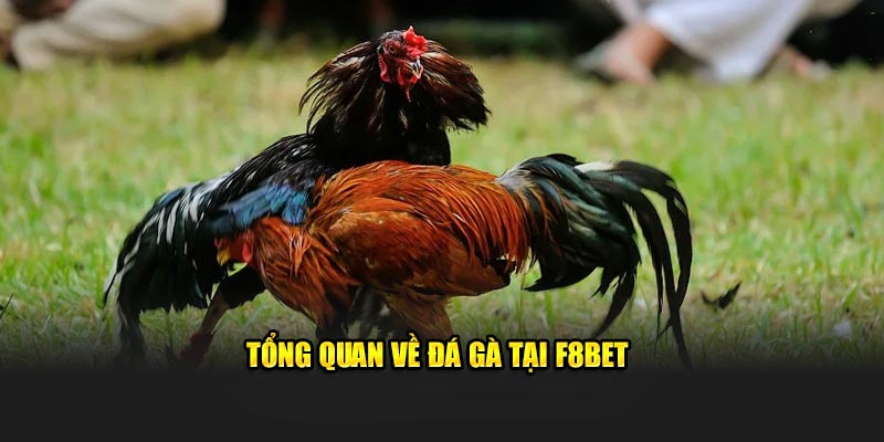 Tổng quan về đá gà tại F8bet