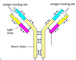 NCERT solutions class 12 Biology chapter 8 - 1