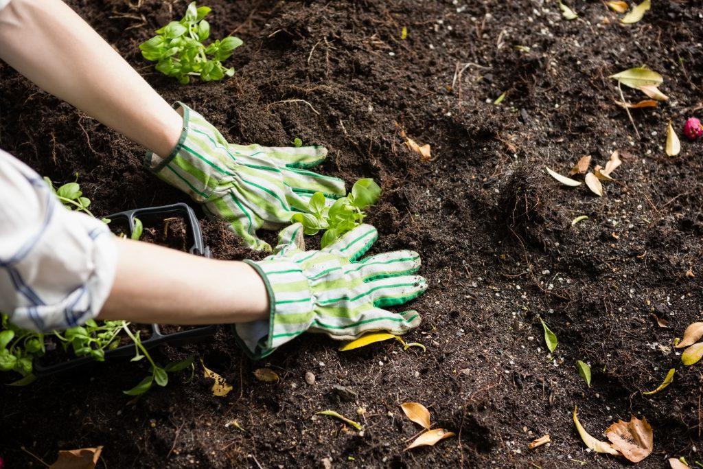 Soil fertilized with Fox Farm Forest