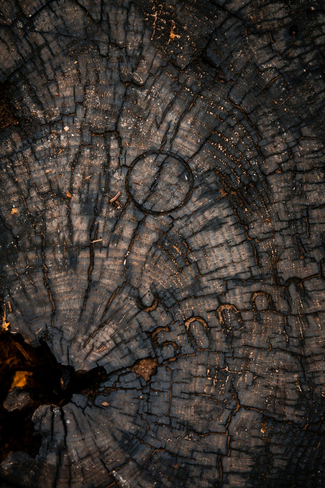 cut_tree_trunk