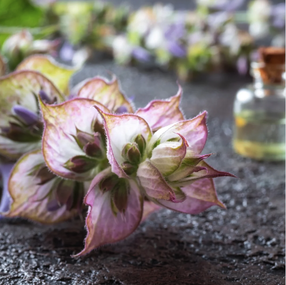 Clary sage flowers with bottle of essential oil