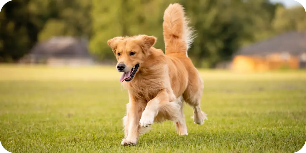 dog running on grass