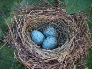 A nest with blue eggs

Description automatically generated