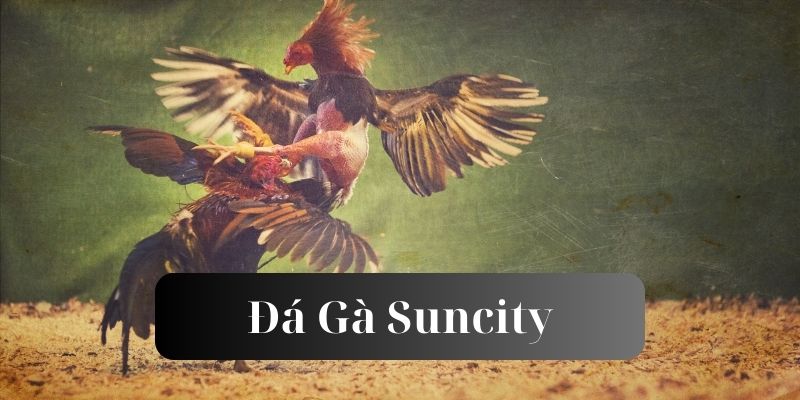 Trải Nghiệm Đá Gà Suncity Cực Hấp Dẫn Trong Năm 2024 - GIẢI TRÍ