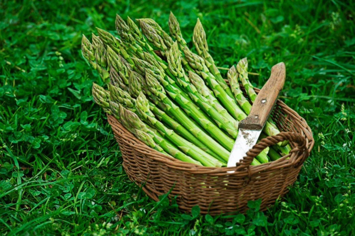 Asparagus Fresh Green