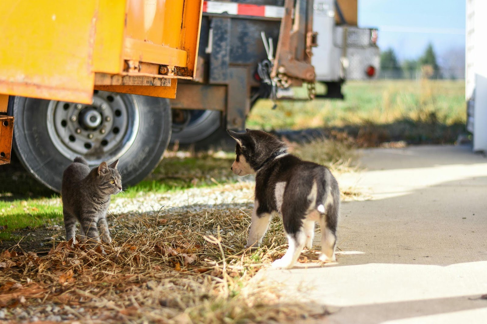 Heartwarming Cat-Dog Friendships That Will Restore Your Faith in Animals