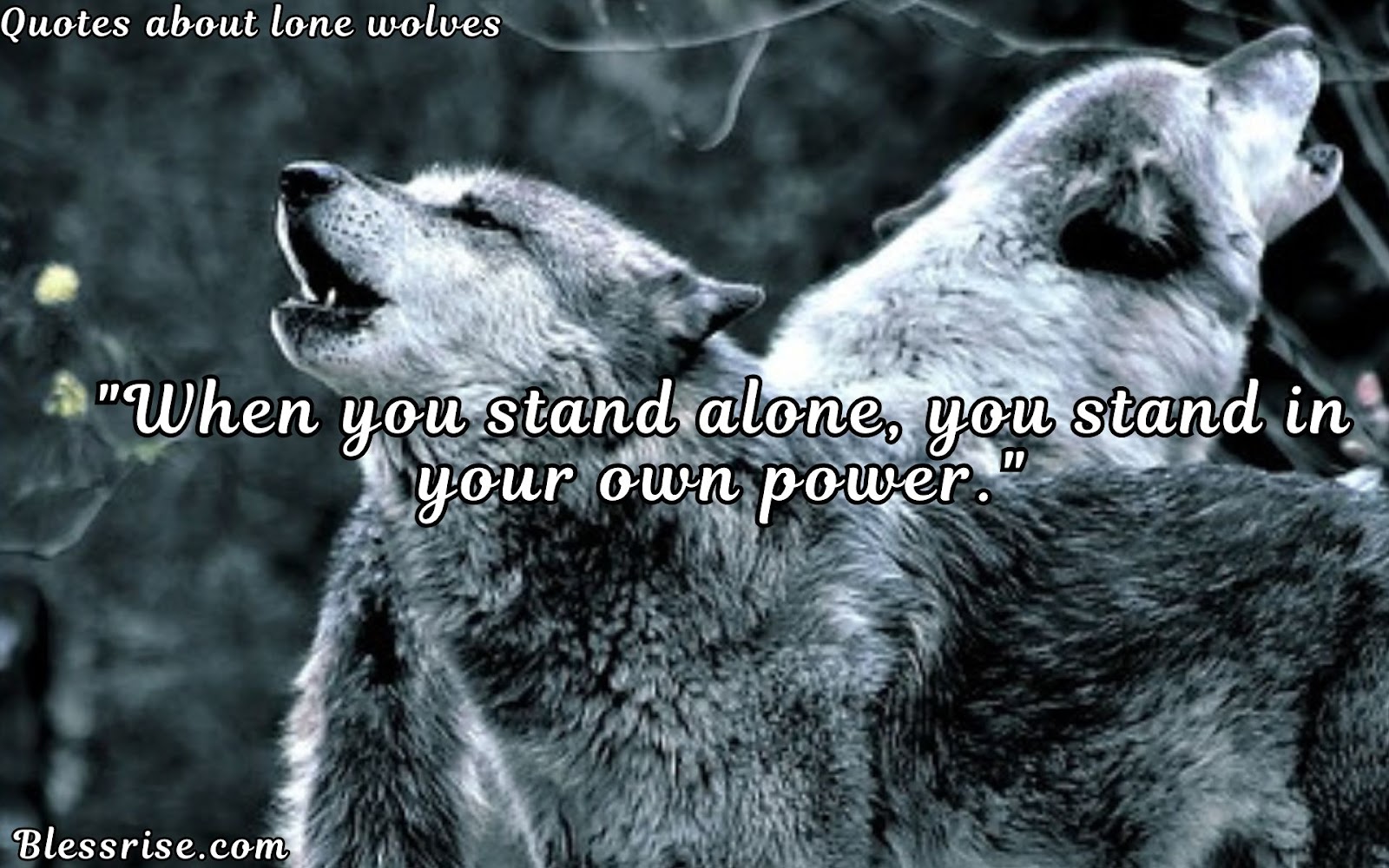 Lone Wolf
