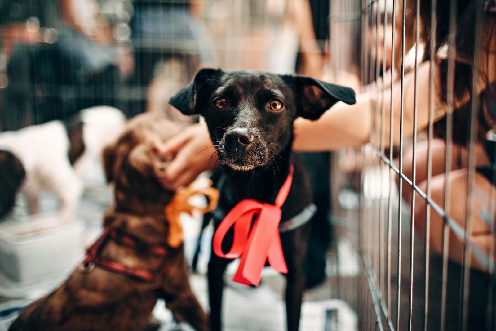 People volunteering in an animal shelter | Source: Pexels