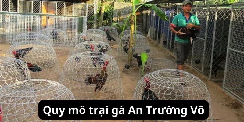 Quy mô của trại gà An Trường Võ