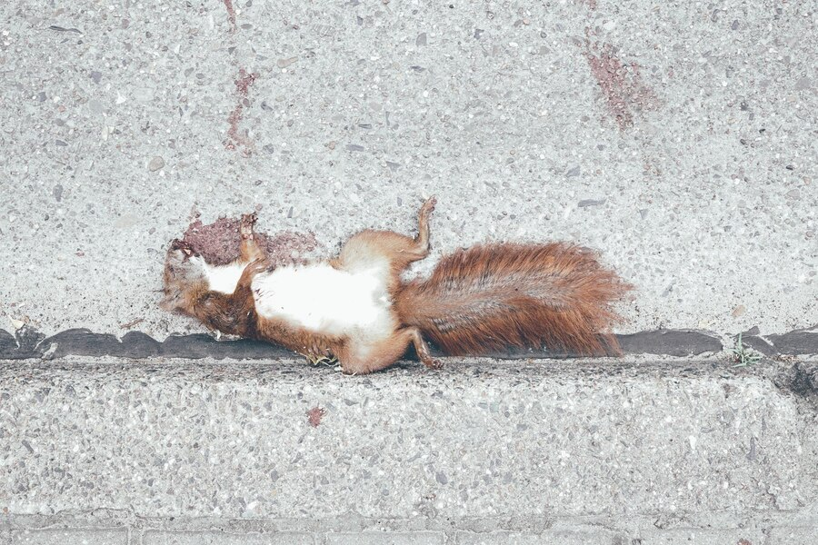 squirrel removal near me