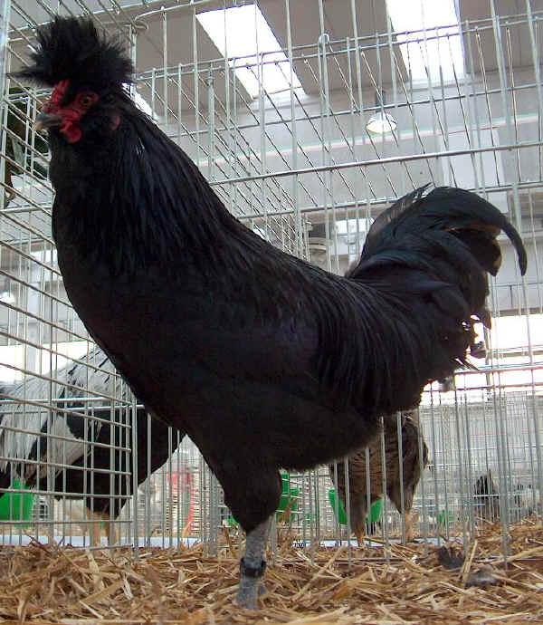 Gallo de raza Polverara negra 