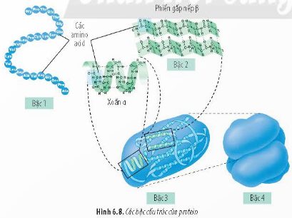 BÀI 6 - CÁC PHÂN TỬ SINH HỌC TRONG TẾ BÀO