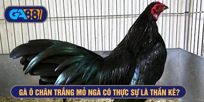 Gà ô chân trắng mỏ ngà có thực sự là thần kê