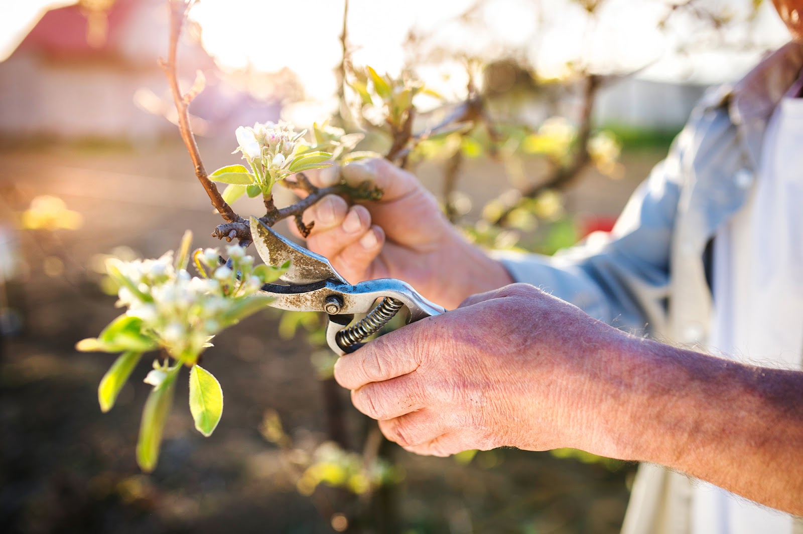 how to prune apple trees