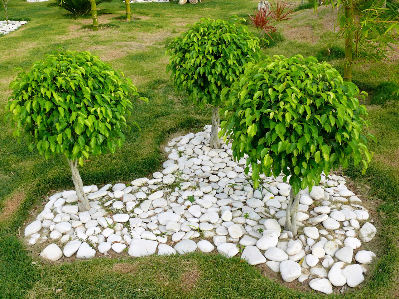 ficus care