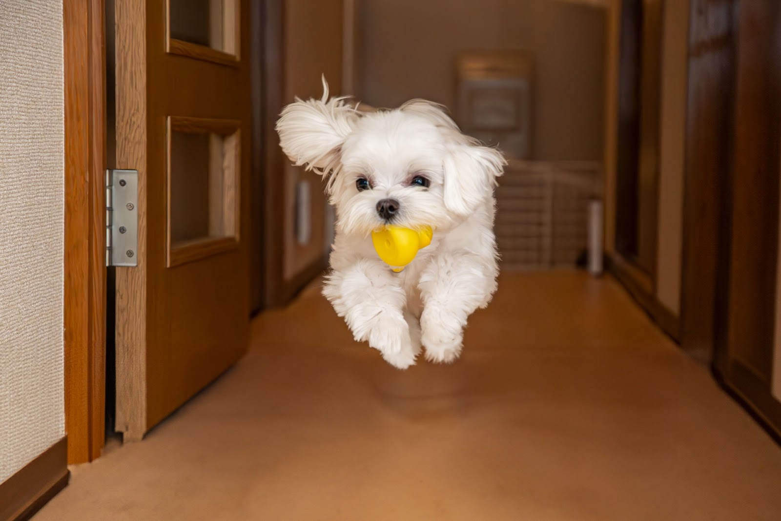 おもちゃをくわえてこちらに走ってくる白い犬
