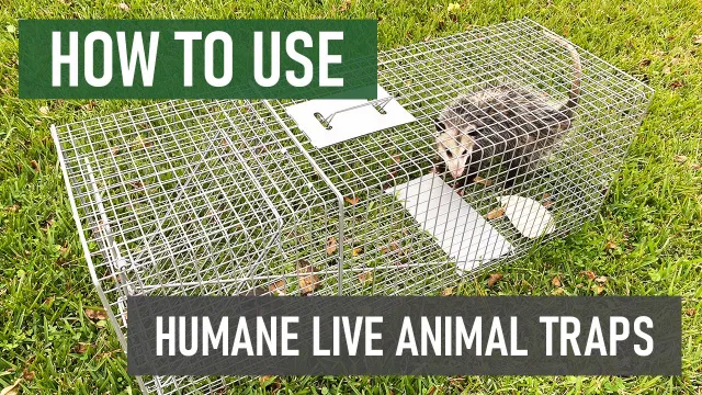 Tips To Trap Squirrels