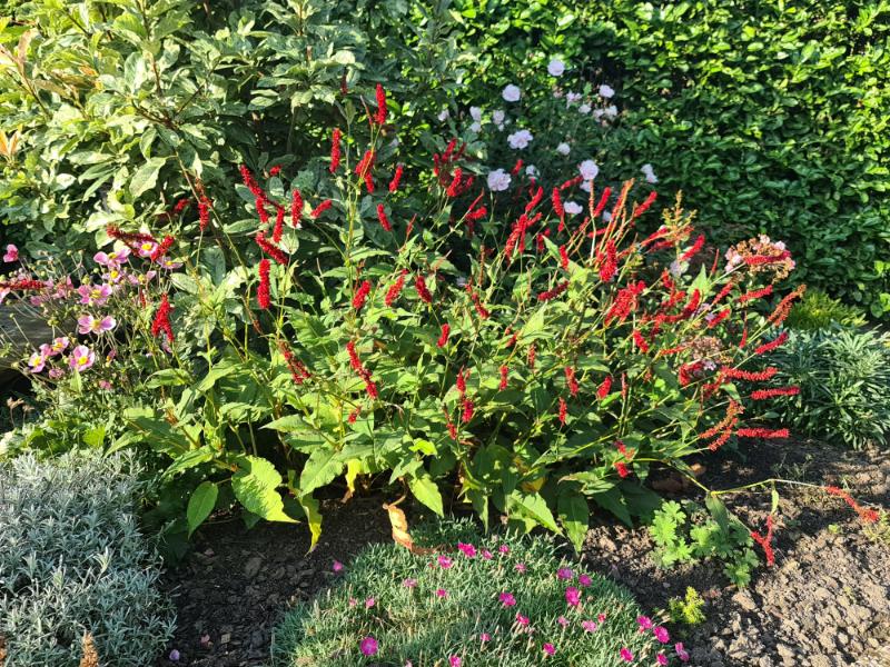 The cerise spikes of Persicaria ‘Bloody Mary’