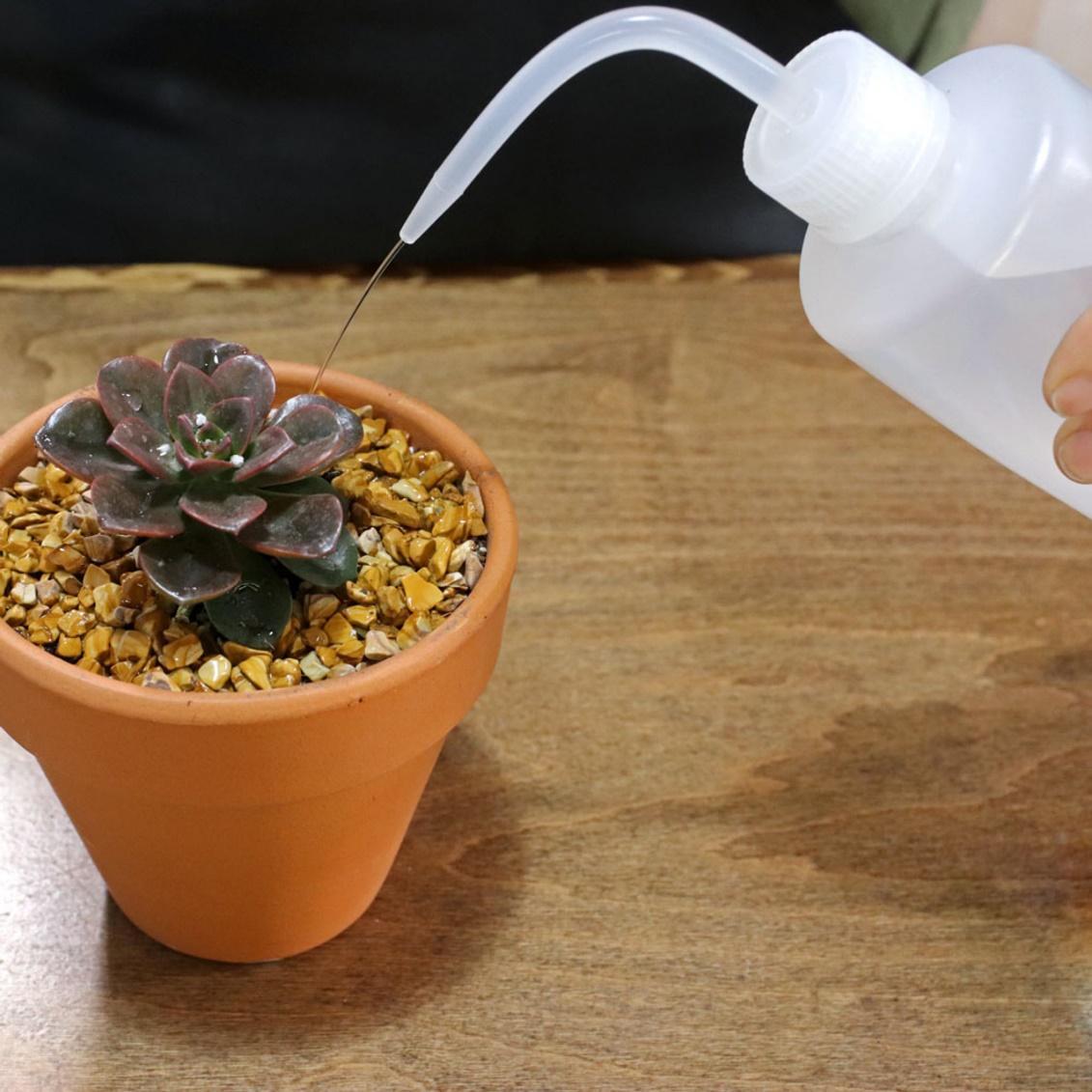 Watering of Succulent Plant