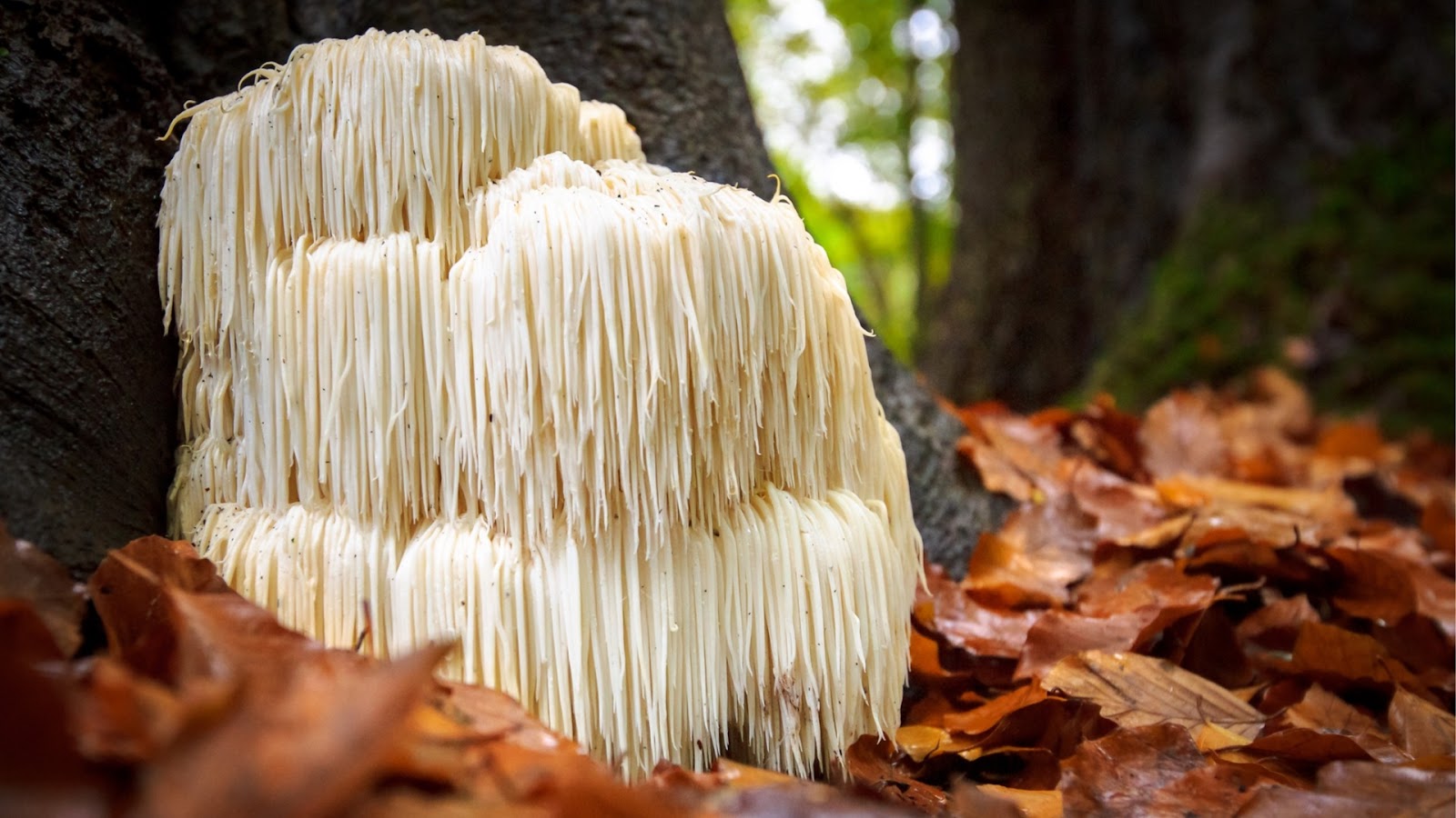 ARCHAEOLOGY OF MUSHROOMS – Lion’s Mane