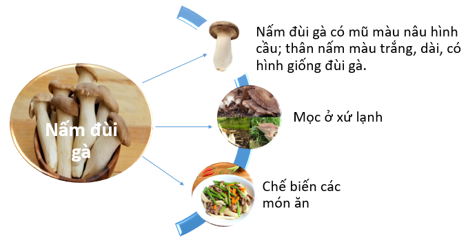 ÔN TẬP CHỦ ĐỀ NẤM
