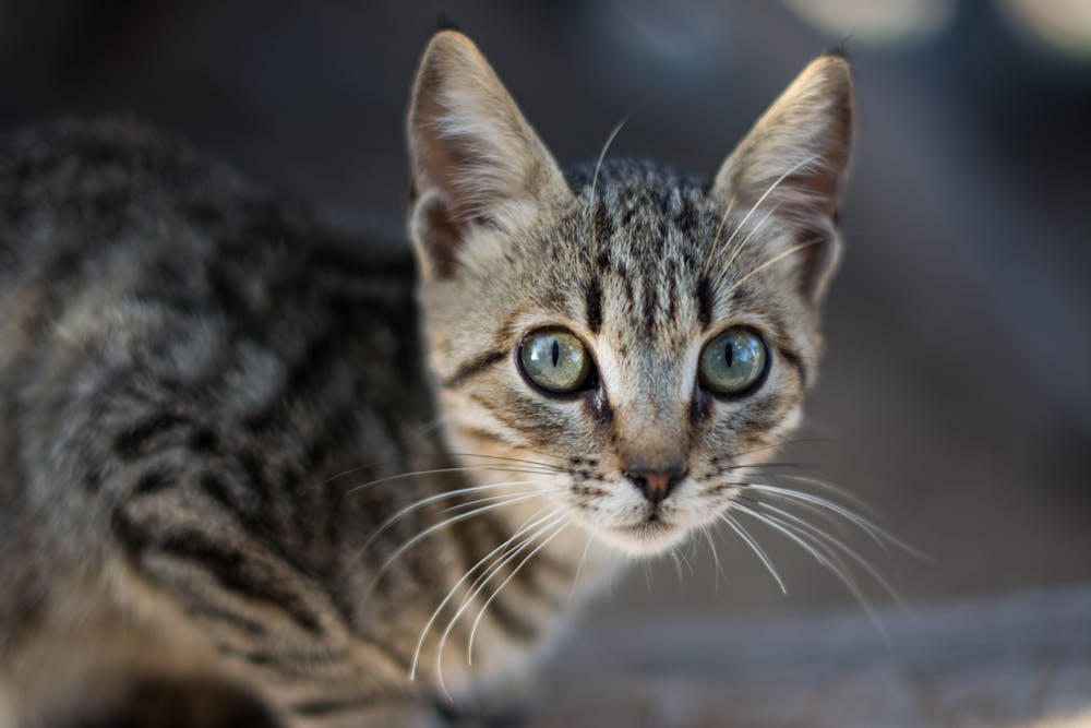 Tabby Cat in Close Up Photography