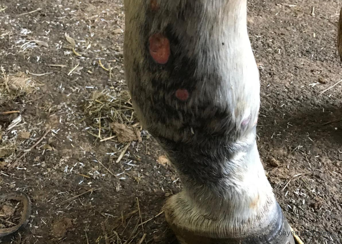 Cellulitis in Horses