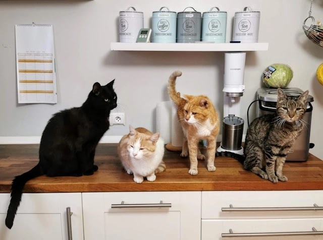 Apa Nama yang Cocok untuk Kucing?